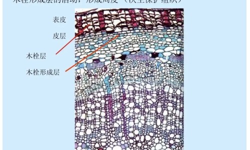 公牛牌骨痛灵胶囊网 | 公牛牌风痛灵和骨痛灵,公牛牌骨痛灵的功效和副作用